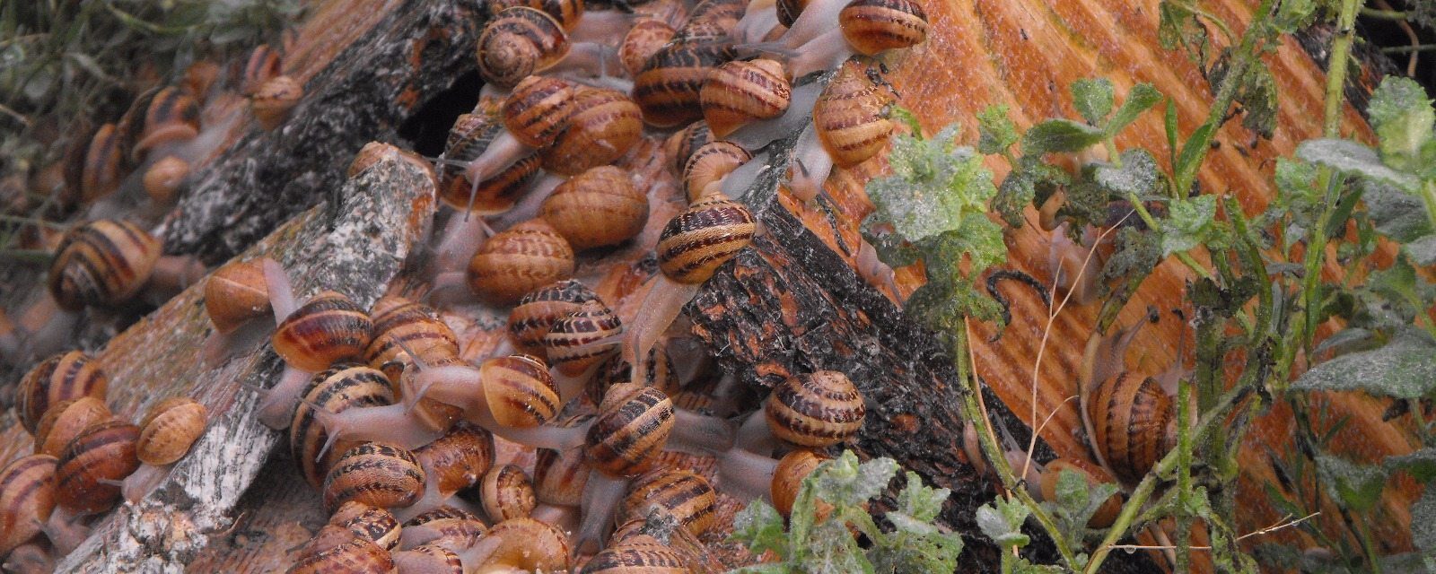Escargots 1