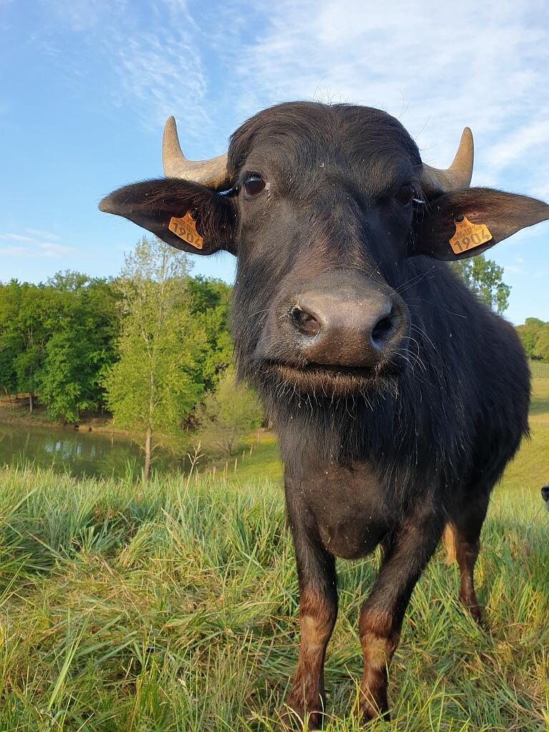 Visite en groupe de la ferme L'Bufala
