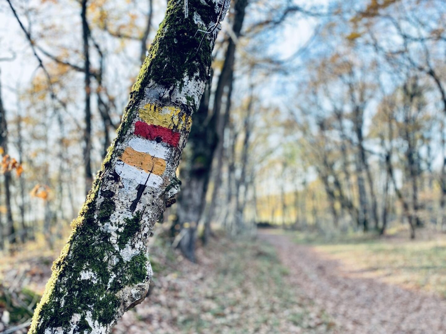 Radnonnées Balisées à Condom, La Romieu, Lectoure, Fleurance, Larressigne