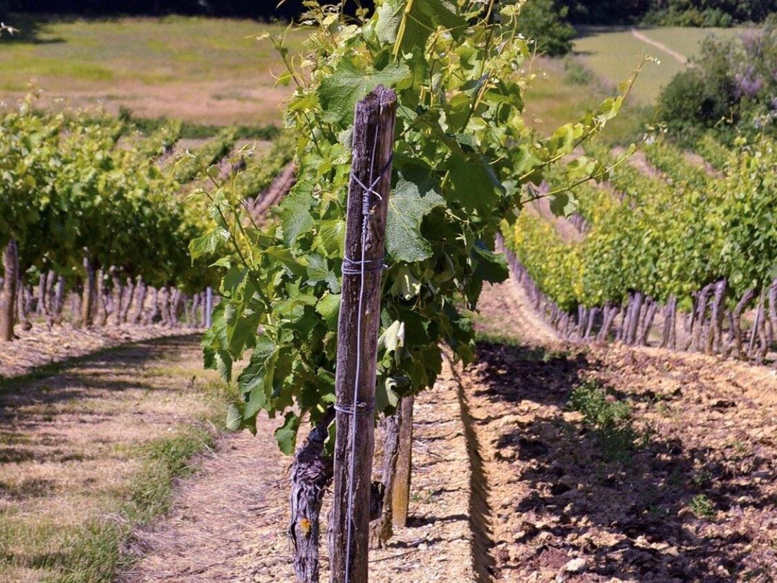 Séjour papilles et pupilles dans le Gers
